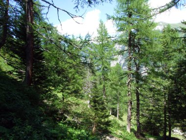 Evergreen ormanı ya da Lihtenştayn Alp dağlarının yamaçlarındaki kozalaklı ağaçlar ve Naaftal ve Saminatal alp vadilerindeki Steg, Lihtenştayn