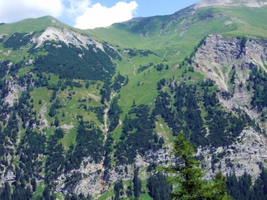 Evergreen ormanı ya da Lihtenştayn Alp dağlarının yamaçlarındaki kozalaklı ağaçlar ve Naaftal ve Saminatal alp vadilerindeki Steg, Lihtenştayn