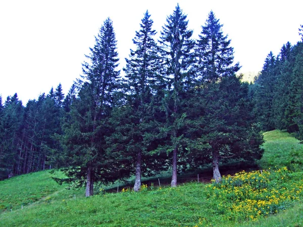 Вечнозеленые Леса Хвойные Деревья Склонах Горного Хребта Лихтенштейна Альпийских Долинах — стоковое фото