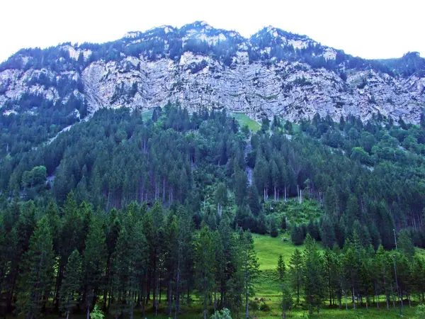 Foresta Sempreverde Conifere Alle Pendici Della Catena Montuosa Delle Alpi — Foto Stock