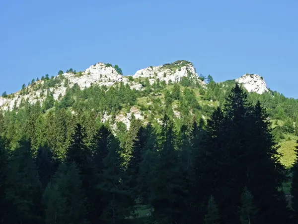 Floresta Perene Árvores Coníferas Nas Encostas Cordilheira Dos Alpes Liechtenstein — Fotografia de Stock