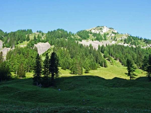 Lasy Lub Drzewa Iglaste Evergreen Zboczach Alp Lichtensteinskich Oraz Dolinach — Zdjęcie stockowe