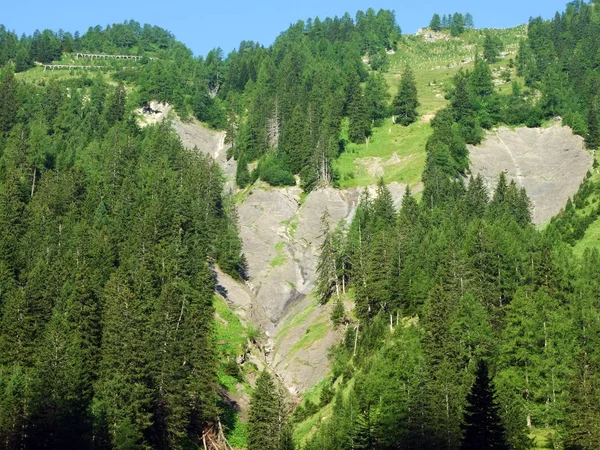 Evergreen Ormanı Lihtenştayn Alp Dağlarının Yamaçlarındaki Kozalaklı Ağaçlar Naaftal Saminatal — Stok fotoğraf