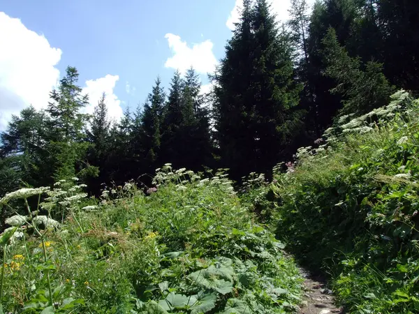 리히텐슈타인 알프스 사지에 에버그린 숲이나 침엽수 그리고 사미나 탈알프스 슈테그 — 스톡 사진