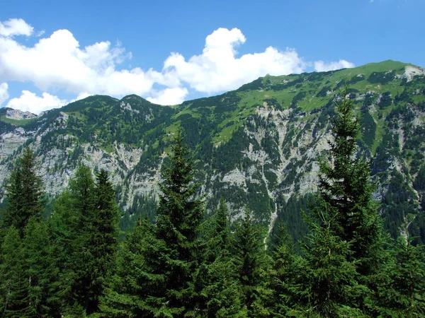 Evergreen Les Nebo Jehličnany Svazích Lichtenštejnských Pohoří Naaftalských Saminatálních Alpských — Stock fotografie