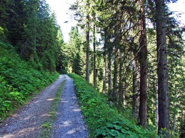Liechtenstein Alp Dağları 'nda yürüyüş ve yürüyüş yolları, ve Naaftal ve Saminatal Alp vadileri boyunca - Steg, Liechtenstein