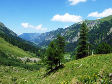 Evergreen bitki örtüsü ve Lihtenştayn Alplerinin yamaçlarında nadiren düşük kozalaklı çalılar - Steg, Lihtenştayn