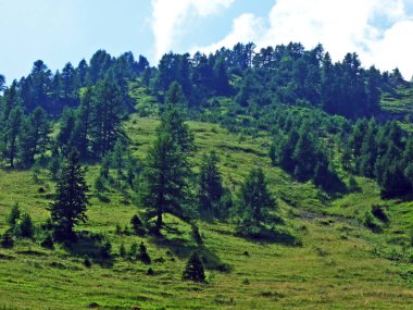 Evergreen bitki örtüsü ve Lihtenştayn Alplerinin yamaçlarında nadiren düşük kozalaklı çalılar - Steg, Lihtenştayn