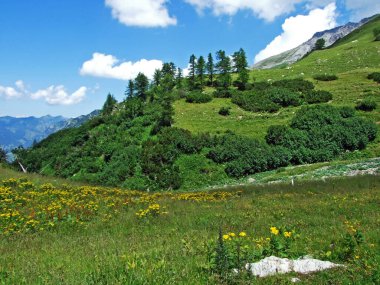 Evergreen bitki örtüsü ve Lihtenştayn Alplerinin yamaçlarında nadiren düşük kozalaklı çalılar - Steg, Lihtenştayn