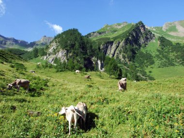 Lihtenştayn Alp Dağları yamaçlarında ve Saminatal Alp Vadisi 'nde Steg, Lihtenştayn