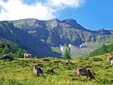 Lihtenştayn Alp Dağları yamaçlarında ve Saminatal Alp Vadisi 'nde Steg, Lihtenştayn