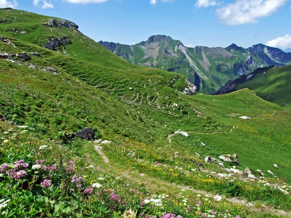 Pastwiska Łąki Alpejskie Dolinach Saminatal Naaftal Oraz Masywie Górskim Alp — Zdjęcie stockowe