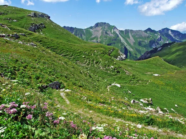 Alpages Prairies Alpines Dans Les Vallées Alpines Saminatal Naaftal Dans — Photo