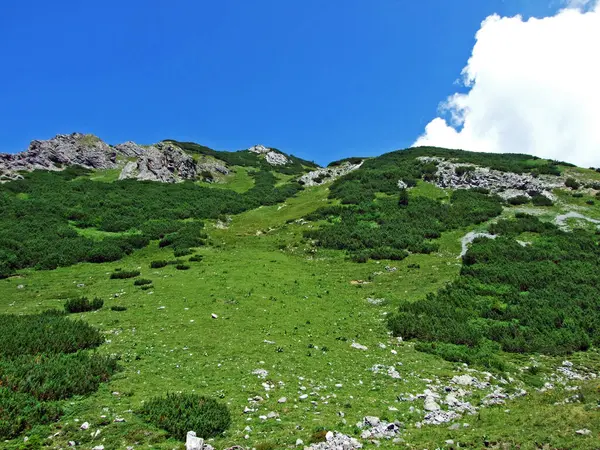 Pastwiska Łąki Alpejskie Dolinach Saminatal Naaftal Oraz Masywie Górskim Alp — Zdjęcie stockowe