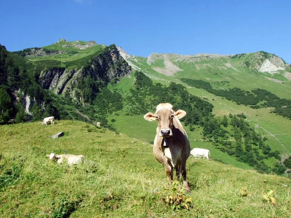 在列支敦士登阿尔卑斯山山脉斜坡上的草地和牧场上的奶牛 以及在萨莫尔高山谷地 列支敦士登斯泰格 — 图库照片