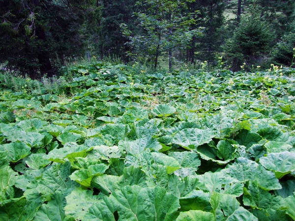 Store Naturområder Langs Åen Valunerbach Eller Valuenerbach Saminatal Alpine Dal - Stock-foto