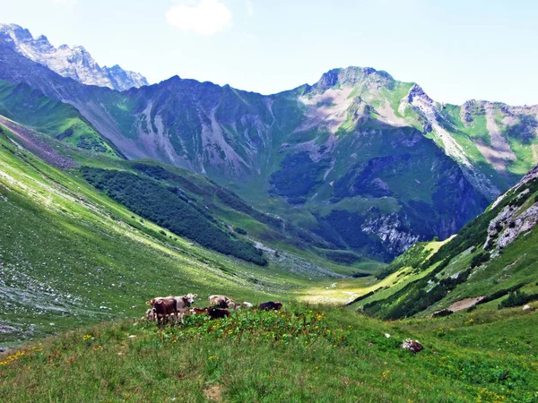 Αγελάδες Στα Λιβάδια Και Βοσκοτόπια Στις Πλαγιές Της Οροσειράς Των — Φωτογραφία Αρχείου