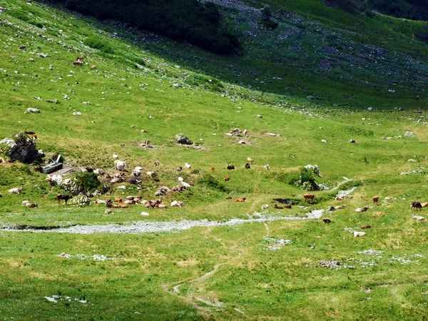 Cows Meadows Pastures Slopes Liechtenstein Alps Mountain Range Naaftal Alpine — Stock Photo, Image