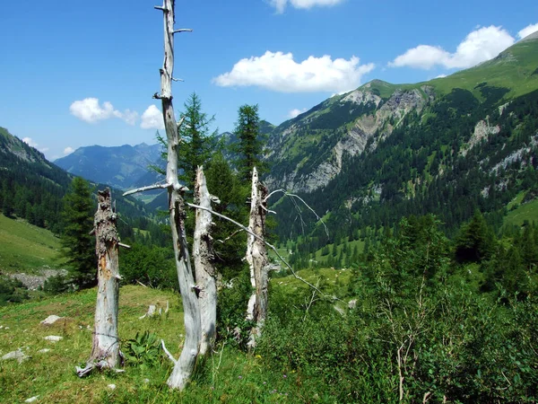 Μικτά Δάση Και Αραιωμένα Δέντρα Στις Πλαγιές Της Οροσειράς Των — Φωτογραφία Αρχείου