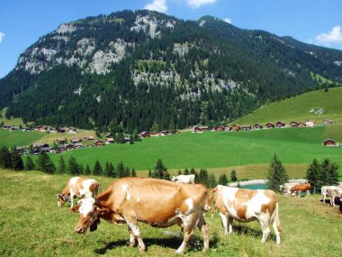 Saminatal 'ın peri masalı vadisinde ve Ganglesee ya da Gaenglesee' nin suni gölü boyunca inekler - Steg, Lihtenştayn