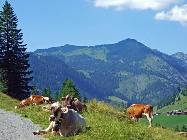 Krowy Urodzajnych Pastwiskach Alpejskich Bajkowej Dolinie Saminatal Wzdłuż Sztucznego Jeziora — Zdjęcie stockowe