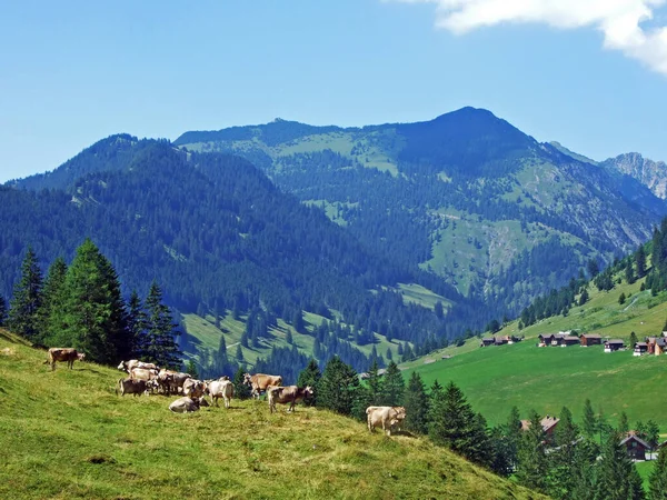 Vacas Pastagens Alpinas Férteis Vale Conto Fadas Saminatal Longo Lago — Fotografia de Stock