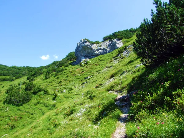 Rutas Senderismo Senderismo Los Alpes Liechtenstein Sobre Valle Alpino Saminatal —  Fotos de Stock
