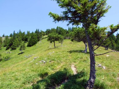 Evergreen bitki örtüsü ve nadiren Lihtenştayn Alpleri 'nin yamaçlarında ve Saminatal Alp Vadisi' nde - Steg, Lihtenştayn