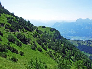Evergreen bitki örtüsü ve nadiren Lihtenştayn Alpleri 'nin yamaçlarında ve Saminatal Alp Vadisi' nde - Steg, Lihtenştayn