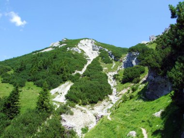 Evergreen bitki örtüsü ve nadiren Lihtenştayn Alpleri 'nin yamaçlarında ve Saminatal Alp Vadisi' nde - Steg, Lihtenştayn