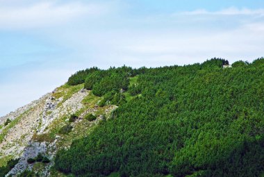 Evergreen bitki örtüsü ve nadiren Lihtenştayn Alpleri 'nin yamaçlarında ve Saminatal Alp Vadisi' nde - Steg, Lihtenştayn
