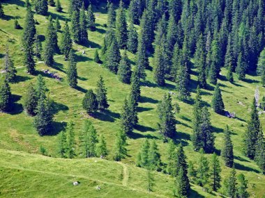 Evergreen Ormanı veya Lihtenştayn Alp Dağları yamaçlarında ve Saminatal Alp Vadisi 'nde - Steg, Lihtenştayn
