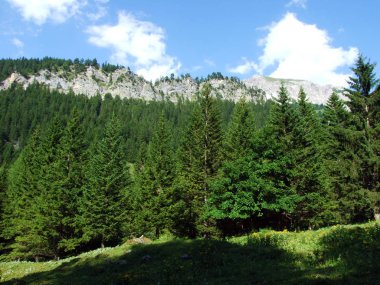 Evergreen Ormanı veya Lihtenştayn Alp Dağları yamaçlarında ve Saminatal Alp Vadisi 'nde - Steg, Lihtenştayn