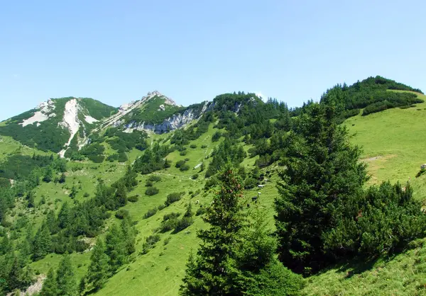 緑豊かな植生とリヒテンシュタインアルプスの斜面にはほとんど針葉樹の低木 そしてサミナタル高山の谷 シュテグ リヒテンシュタイン — ストック写真
