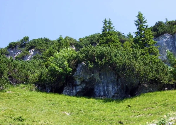 Roślinność Wiecznie Zielona Rzadko Niskie Krzewy Iglaste Zboczach Alp Lichtensteinskich — Zdjęcie stockowe