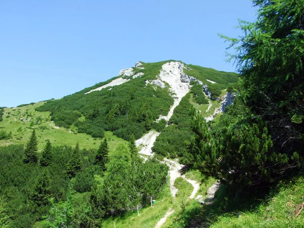 Evergrön Vegetation Och Sällan Låga Barrbuskar Liechtensteins Alpernas Sluttningar Och — Stockfoto