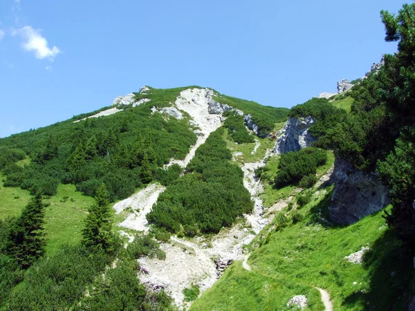Evergrön Vegetation Och Sällan Låga Barrbuskar Liechtensteins Alpernas Sluttningar Och — Stockfoto
