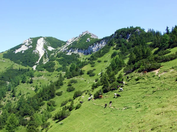 緑豊かな植生とリヒテンシュタインアルプスの斜面にはほとんど針葉樹の低木 そしてサミナタル高山の谷 シュテグ リヒテンシュタイン — ストック写真