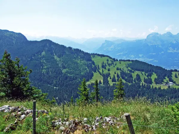 Evergreen Bos Naaldbomen Hellingen Van Bergketen Liechtenstein Alpen Het Saminatal — Stockfoto