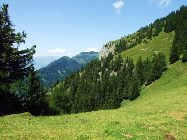 Вечнозеленые Леса Хвойные Деревья Склонах Горного Хребта Лихтенштейна Саминатальной Альпийской — стоковое фото