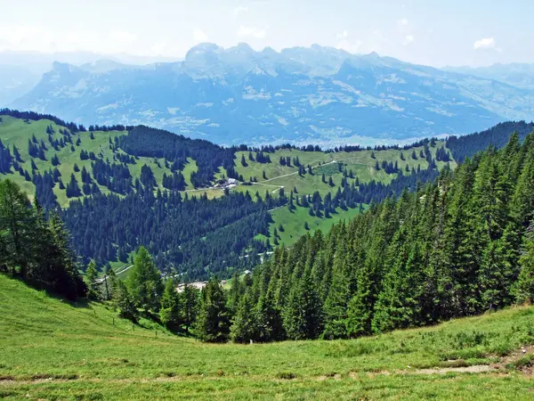 Evergrön Skog Eller Barrträd Sluttningarna Liechtensteins Bergskedja Alperna Och Saminataldalen — Stockfoto