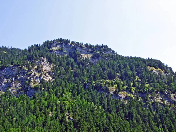 Evergreen Les Nebo Jehličnany Svazích Lichtenštejnských Alp Saminatálním Alpském Údolí — Stock fotografie