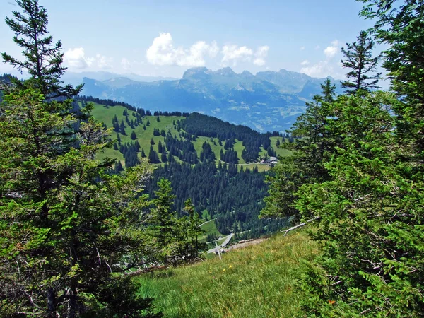 Floresta Perene Árvores Coníferas Nas Encostas Cordilheira Dos Alpes Liechtenstein — Fotografia de Stock