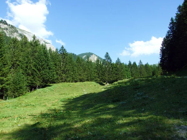 Evergreen Les Nebo Jehličnany Svazích Lichtenštejnských Alp Saminatálním Alpském Údolí — Stock fotografie