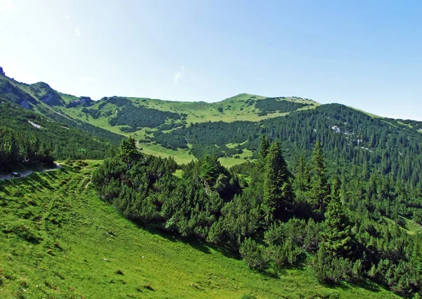 Evergreen Ormanı Veya Lihtenştayn Alp Dağları Yamaçlarında Saminatal Alp Vadisi — Stok fotoğraf