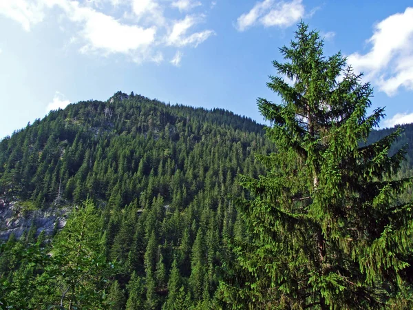 Evergreen Ormanı Veya Lihtenştayn Alp Dağları Yamaçlarında Saminatal Alp Vadisi — Stok fotoğraf