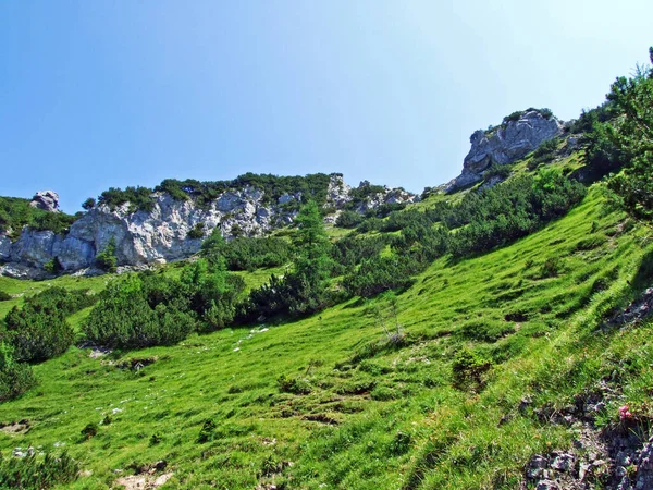 Alpejskie Pastwiska Łąki Saminatalnej Dolinie Alpejskiej Oraz Masywie Górskim Alp — Zdjęcie stockowe