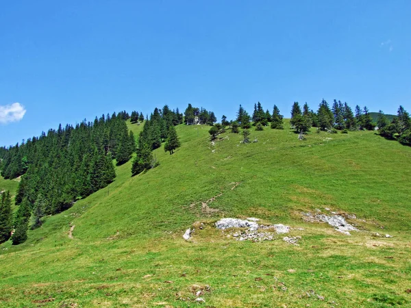Saminatal Alp Vadisi Nde Lihtenştayn Dağları Nda Alp Dağları Nda — Stok fotoğraf