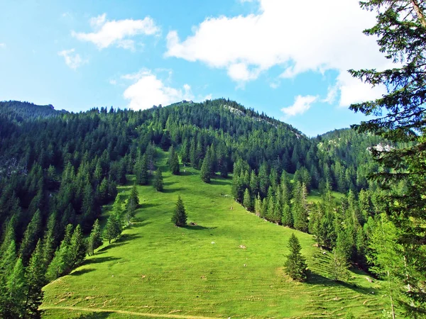 Pascoli Alpini Prati Nella Valle Alpina Saminatal Nelle Alpi Liechtenstein — Foto Stock