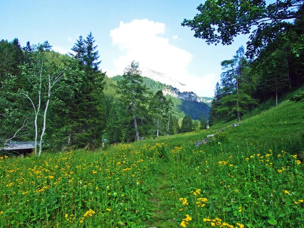 Alpejskie Pastwiska Łąki Saminatalnej Dolinie Alpejskiej Oraz Masywie Górskim Alp — Zdjęcie stockowe